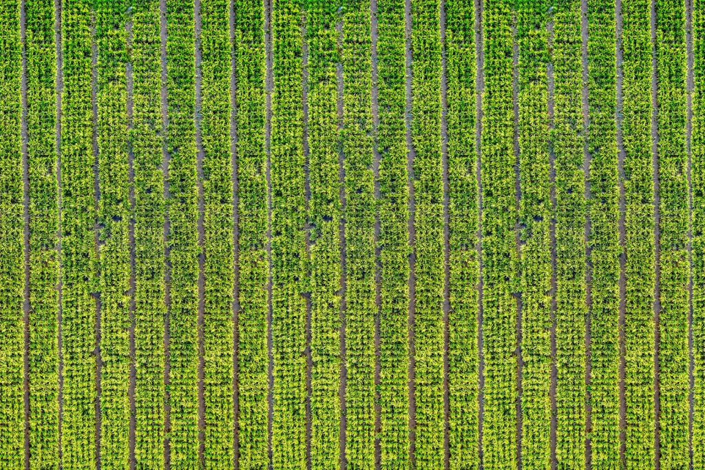 Drone capture of vibrant rice fields in West Java, showcasing natural patterns and greenery.