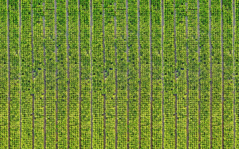 Drone capture of vibrant rice fields in West Java, showcasing natural patterns and greenery.