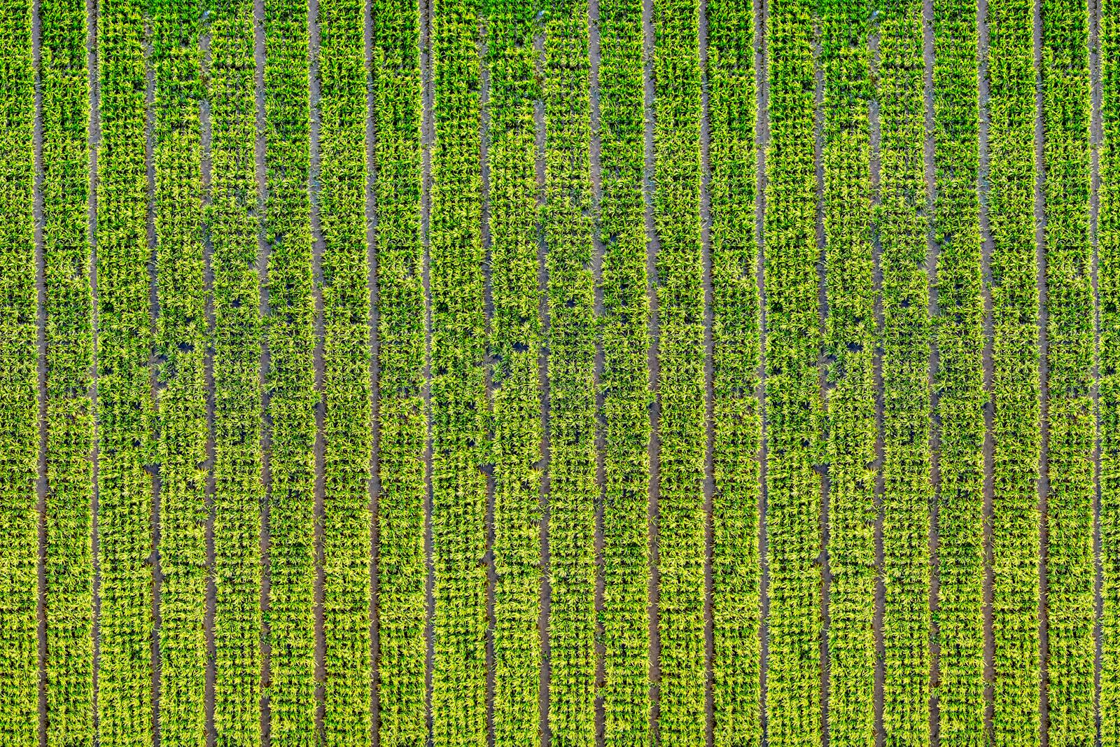 Drone capture of vibrant rice fields in West Java, showcasing natural patterns and greenery.