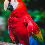 De fascinerende wereld van vogels